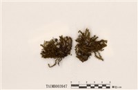 藏品(卷葉鳳尾苔)的圖片